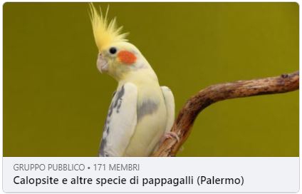 Fringillia