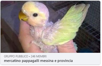 Fringillia