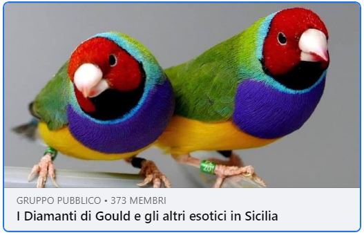 Fringillia